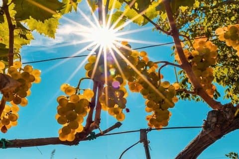 Wine Tasting on the slopes of etna