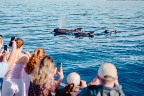 Tenerife Excursión en Ecoyate para Avistamiento de Ballenas