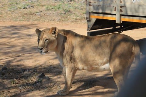 Fulddagstur til Pretoria City og Lion and Safari Park