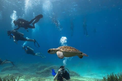 Plongée sous-marine pour débutants 2 plongées