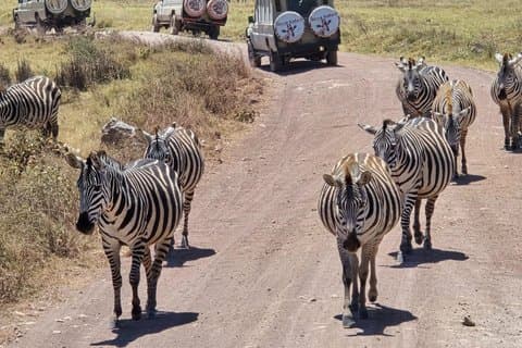 5 Giorni classico safari