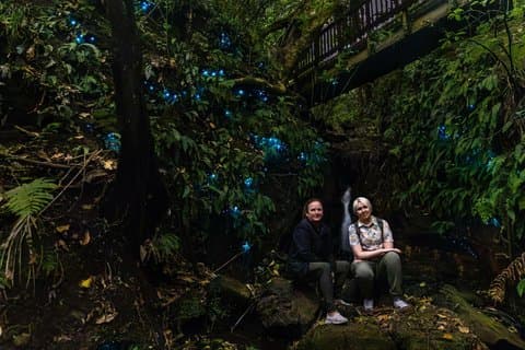Aucklands North Shore Glowworm Tour