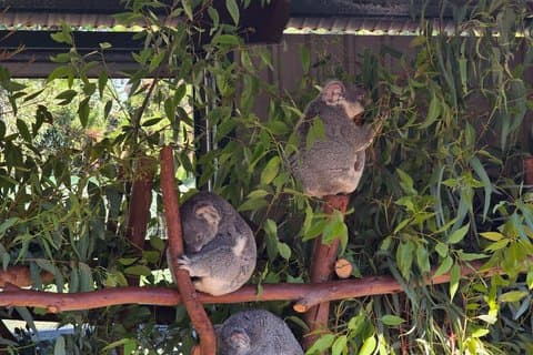 Private Caversham Wildlife Park and Swan Valley Tour from Perth