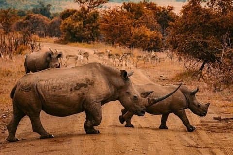 Rhino & Lion naturreservat Mini Safari Tour