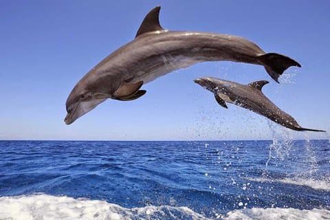 Hurghada Dolphin House e gita di un giorno di snorkeling in barca VIP