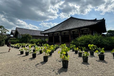 奈良 : 旧市街路地、寺院文化&新餅