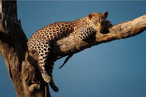 11 dage af episke Tanzanian Adventure: Zanzibar og Serengeti Safari