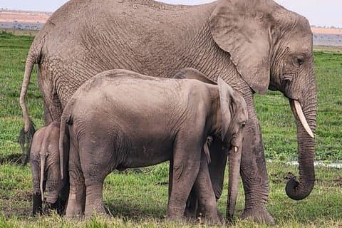 Jambo Kenya Safari - 5 Days Ultimate Wildlife Safari Adventure