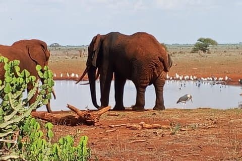 Hoteller i nærheden af Theatre of the Wild 3 Days Safari Salt Lick & Satao