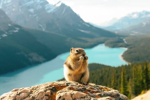 Banff Private Tour: Moraine, Louise, Peyto & Icefields Parkway