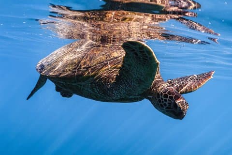 Hoteller i nærheden af Waikiki Turtle Canyon Snorkel: Turtles Guaranteed