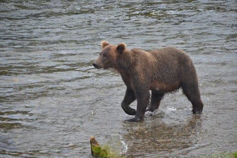 12 Grupo Yellowstone 2 - Excursão de um dia | West Yellowstone Tour