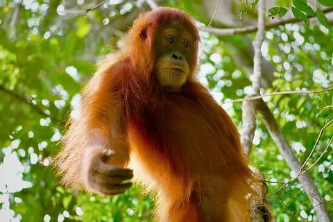 Sumatra Secret Paradise 7D6N Hidden Gems and Nature Tour