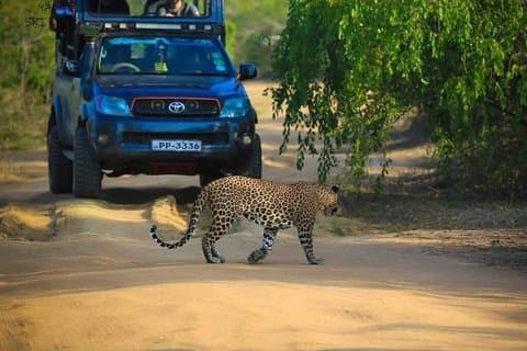 Hotell i nærheten av Yala National Park Safari Adventure