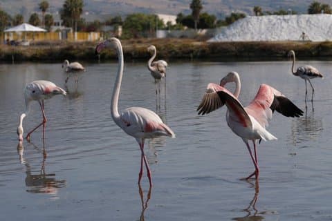 Fågelskådning vid Maria Stellas saltpannor i Trapani