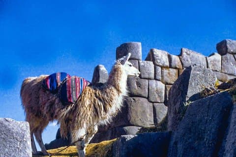 From Cusco City Tour Four Ruins Half Day Tour