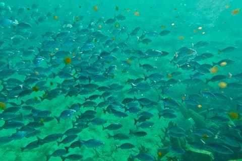 Fort Lauderdale Snorkelrev, Kajak/SUP Mangrove, Snacks och drycker