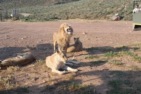 Big 5 Safari al tramonto di Città del Capo con snack e degustazione di vini