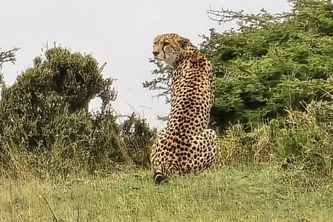 Lake Nakuru National Park Daytrip from Nairobi