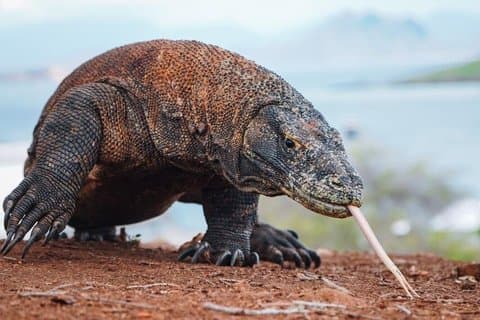 Private Komodo Island Hopping Tour Snorkeling and Adventure
