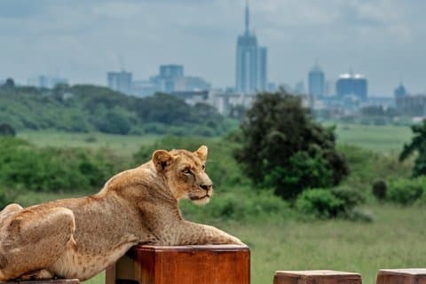 Private Tour Nairobi National Park & orphanage with Entry Tickets