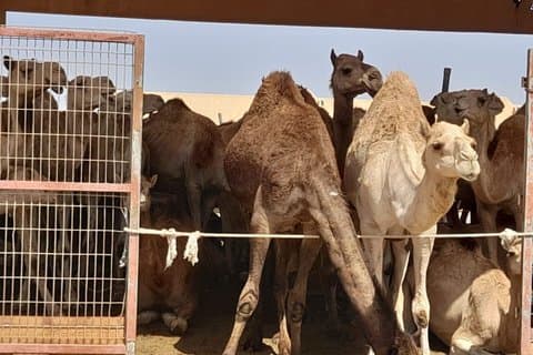 Privé volledige dag Al Ain City Tour historische forten en verborgen juweeltjes