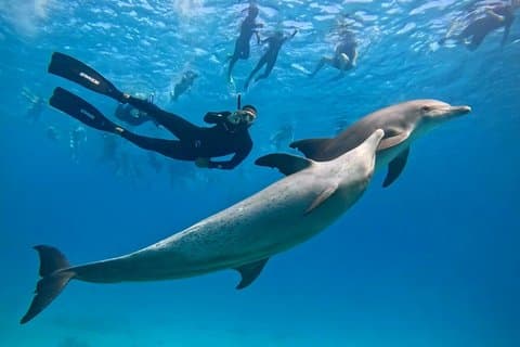Dolphin House Trip Nuota con i delfini e fai snorkeling a Hurghada