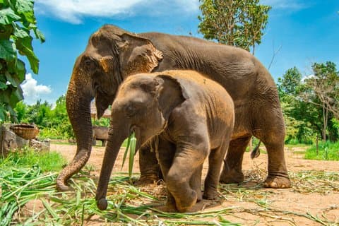 Private Taj Mahal Tour med Elephant Conservation & Care Center