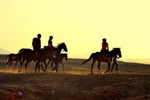 2 timers hest eller kamel ridning i Marsa Alam Beach og ørkenen