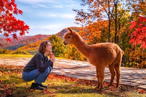 Nami+Alpaca+Tuin van de Ochtendkalmte (+Rail Bike Optie)