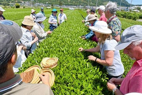 Authentic Tea Picking Experience and Farm to-Table Lunch Tokyo