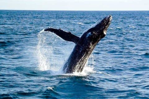 Melbourne Phillip Island Delfin- und Walbeobachtungs-Tagesausflug