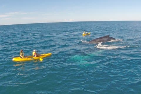 Noosa: Epic Whale Watching On Ocean Kayaks & Beach 4X4 Tour