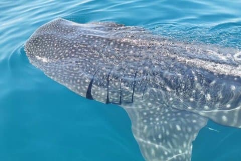 Whale Shark, Search, sighting and swimming