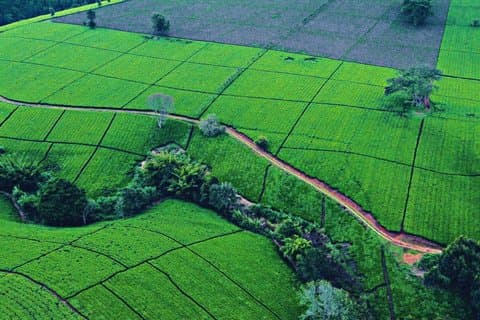 Kiambethu Tea Farm Full-Day Guided Tour from Nairobi with Lunch