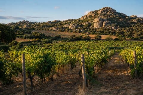 Private Wine and Archaeology Experience in Sardinia