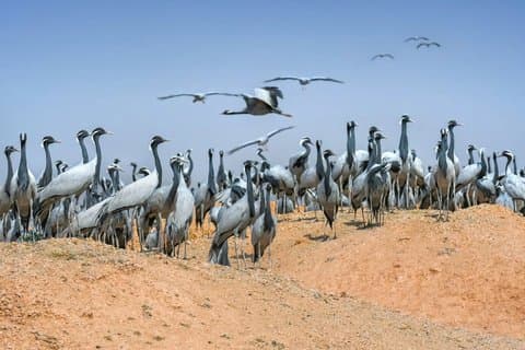 3 dagars fågeltur i Jaisalmeröknen och Kheechan från Jodhpur