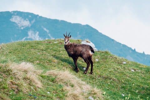 Secret Lessinia : Fauna, Shadow Villages and Mountain Lunch