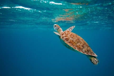 Cancun : 4 - Stop snorkeltour, schildpadden, rif, schipbreuk & Cenote