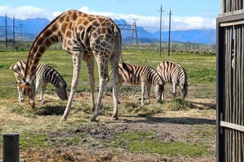 Cape Town Giraffe & Cheetah møtet og vin testing.