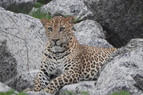 Jawai Luipaard Safari & Ranakpur Tour vanuit Jodhpur