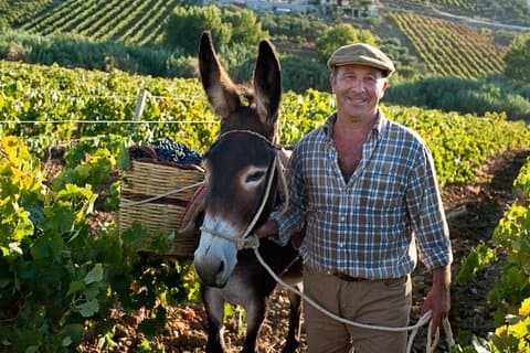 Private Wine Tour from Palermo with Sicilian Winemaker Benny