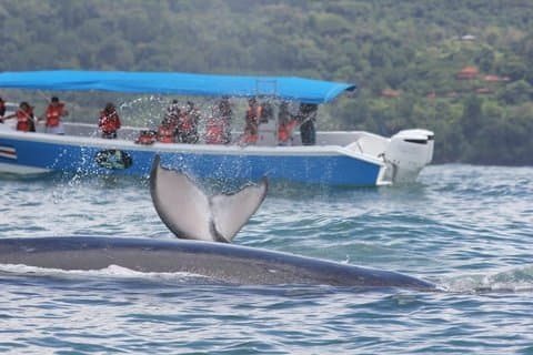 Valskådningstur, delfiner och snorkling – Uvita, Costa Rica
