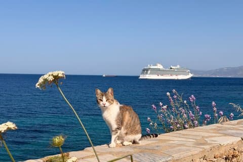Utforska Mykonos privata rundtur med valfri lokal vinprovning