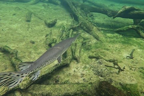 Florida Kayak/Fishing Tours Blue Springs Orlando