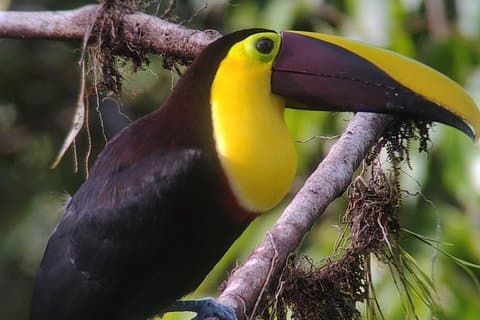 All-Inclusive Private Mindo Cloud Forest Tour from Quito