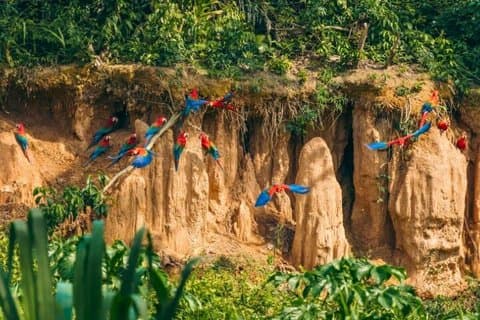 Manu Cultural Zone 4-dagers eventyr i Amazonas