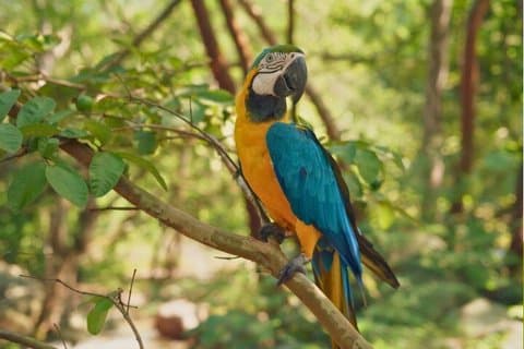 3 Tage Abenteuer im Tambopata Nationalreservat und Lake Sandoval