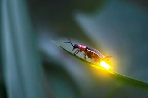 Paddy Fields till Fireflies Experience