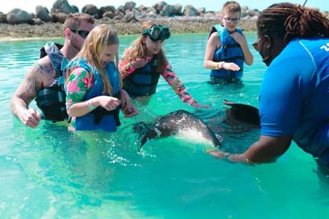Pigs, Sharks, and Stingrays Adventure Tour Nassau Shared